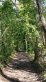 Entrée en forêt