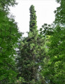 L’épicéa muté de la forêt du Massacre