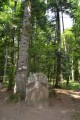 L'Esprit de la Forêt L'Esprit de la Forêt