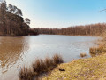 L'Étang d'Or en forêt de Rambouillet