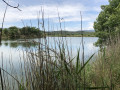 L'étang entre les roseaux