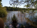L'étang sauvage de la Neuville