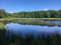 Un tour dans la Forêt de Raddon