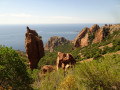 l'esterel plonge dans le grand bleu