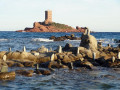 L’Ile d’Or
