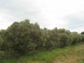 L'oliveraie