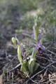 L'ophrys de la Drôme