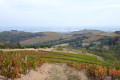 Au milieu des vignes Au milieu des vignes