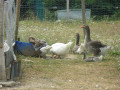 La basse cour de la ferme