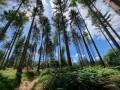 La beauté de nos forêts par ciel bleu