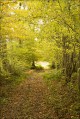 La Boé - chemin d'automne La Boé - chemin d'automne