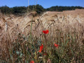 Boucle de Besplas près de Villasavary