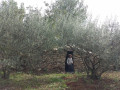 La capitelle des oliviers