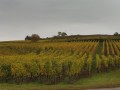 Le vignoble, côté Rouffach, et les collines du Zinnkoepfle et du Bollenberg