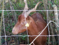 Chèvre du Rove