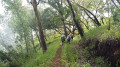 la descente dans la forêt