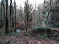 La descente dans les bois
