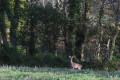 la faune autour d'Illijour