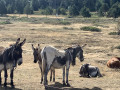 La faune locale