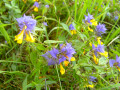 La flore locale près de Bichigiu