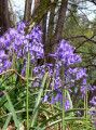 La flore printanière La flore printanière