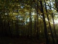 The forest and ponds of Saint-Hellier