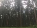 la forêt d'Halatte