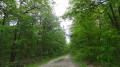 Boucle en forêt d'Orléans depuis Chanteau