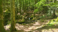 The forest in the section where there is a succession of small bridges