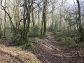 La forêt de Blanchefort