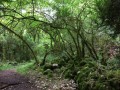 La forêt de buis