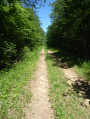 la foret de Chamberceau