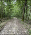 La forêt de Chaux : un joyau vert du Jura