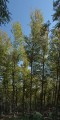 La forêt de l'Aigoual La forêt de l'Aigoual