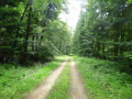 La forêt de La Londe-Rouvray