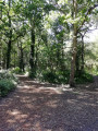 La Forêt de la Pierre Attelée
