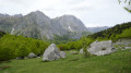 La forêt de Lazerque