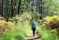 La forêt de pins