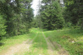La forêt de Prémol