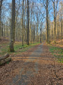 Boucle en Forêt de Soignes autour de la Drève de la Ramée à La Hulpe