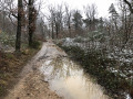 La forêt des Blaches