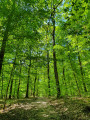 La Forêt domaniale de Loches