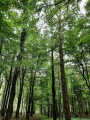La forêt domaniale de Mormal, comme une cathédrale sylvestre La forêt domaniale de Mormal, comme une cathédrale sylvestre