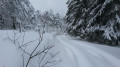 la forêt domaniale en décembre