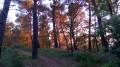 La forêt du début de la balade