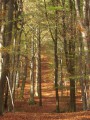La forêt en automne