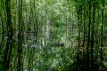 La foret engloutie La foret engloutie