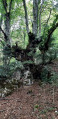 La forêt et ses arbres torturés