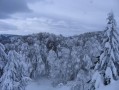 La forêt et son manteau blanc. La forêt et son manteau blanc.