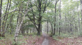 la foret magique